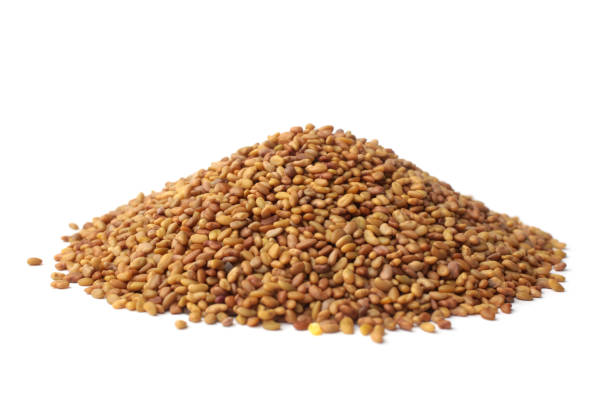 Organic to the Root Alfalfa Seeds - 250g