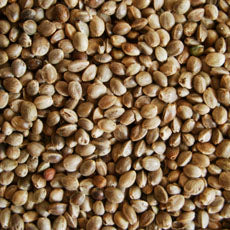 Organic to the Root Hemp Seeds